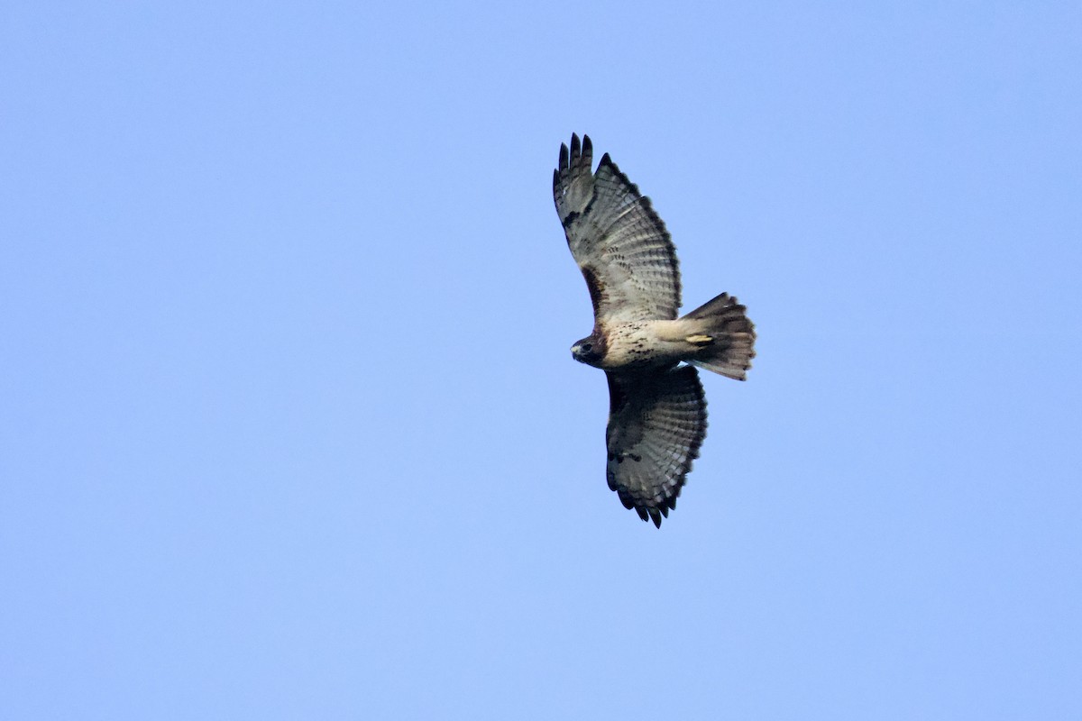 Red-tailed Hawk - ML624616052
