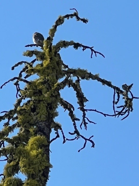 gnomugle - ML624616292