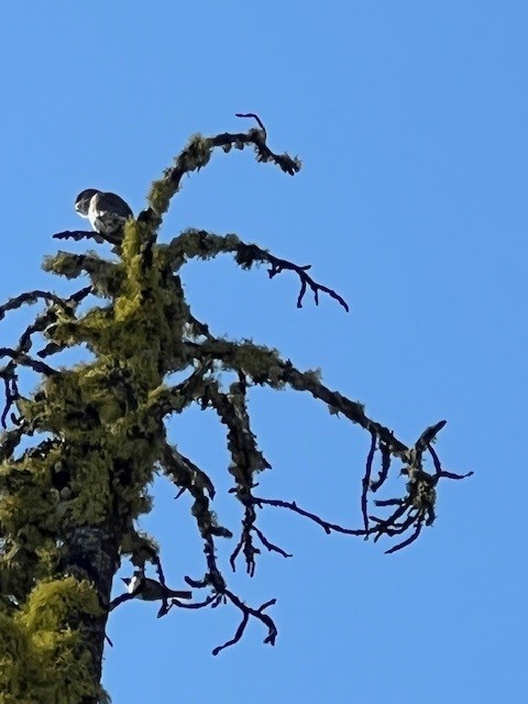 gnomugle - ML624616293