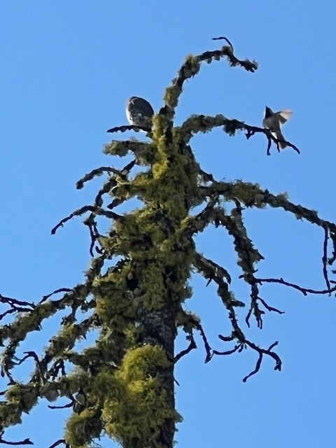 gnomugle - ML624616294