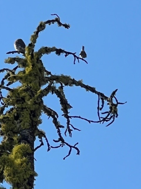 gnomugle - ML624616295