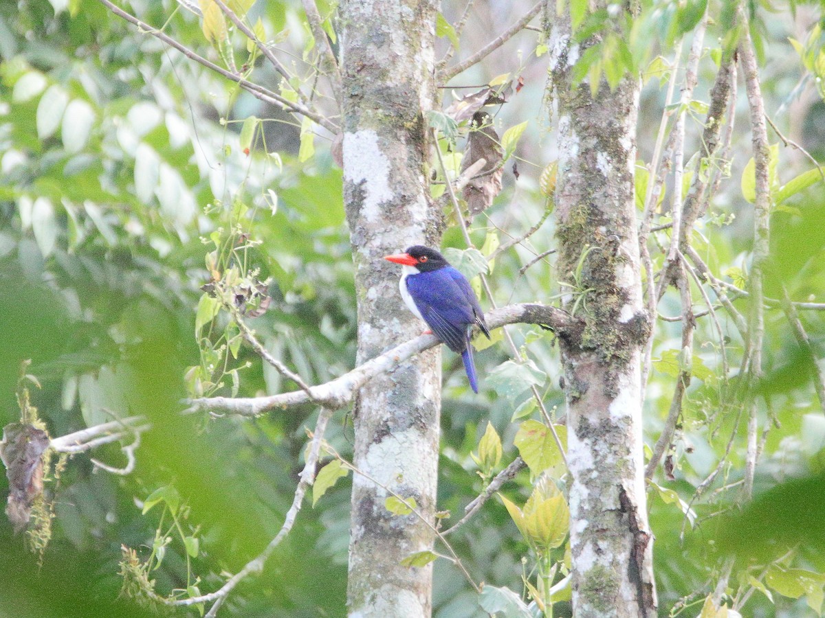 White-rumped Kingfisher - ML624616317