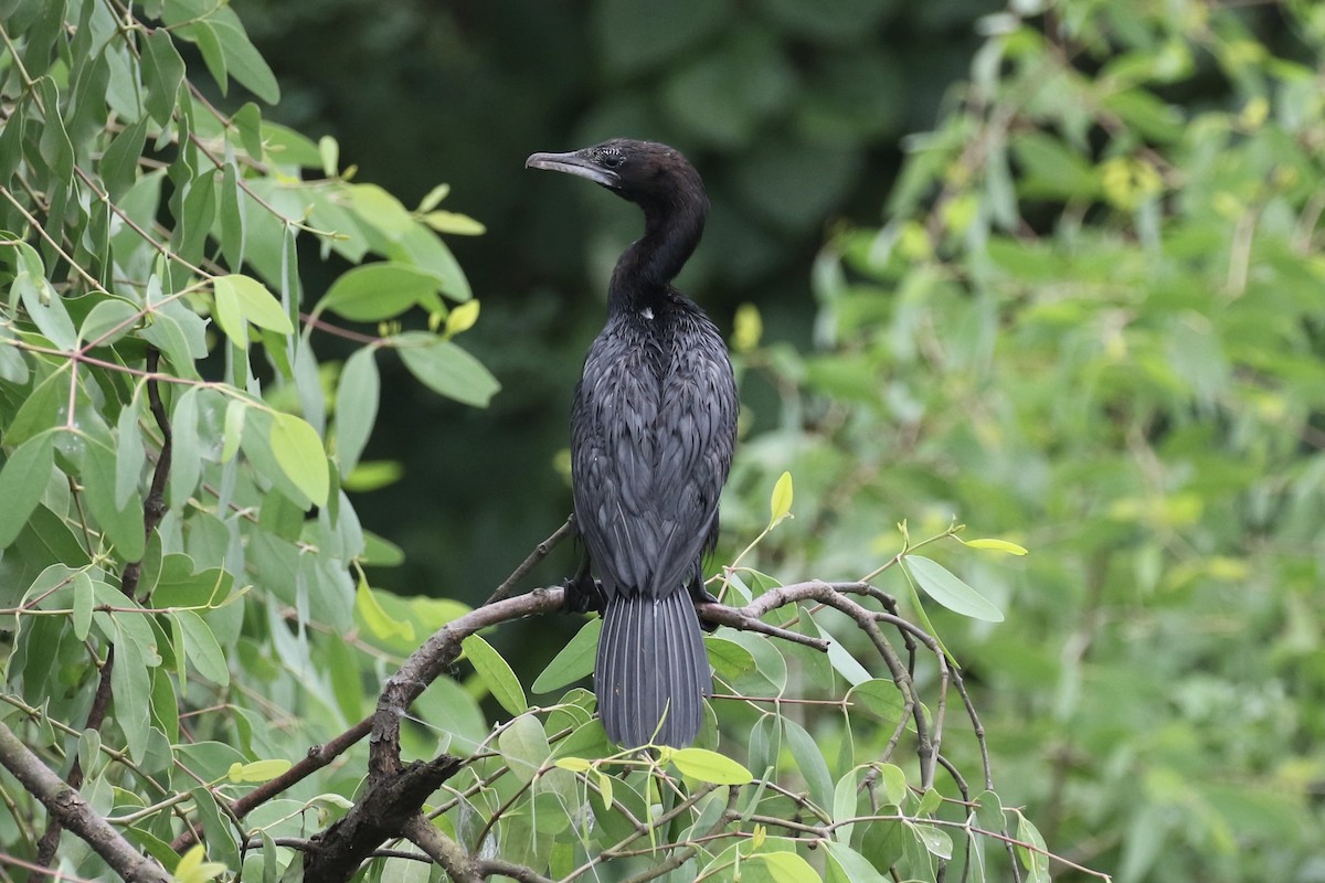 Little Cormorant - Sabrina Hepburn