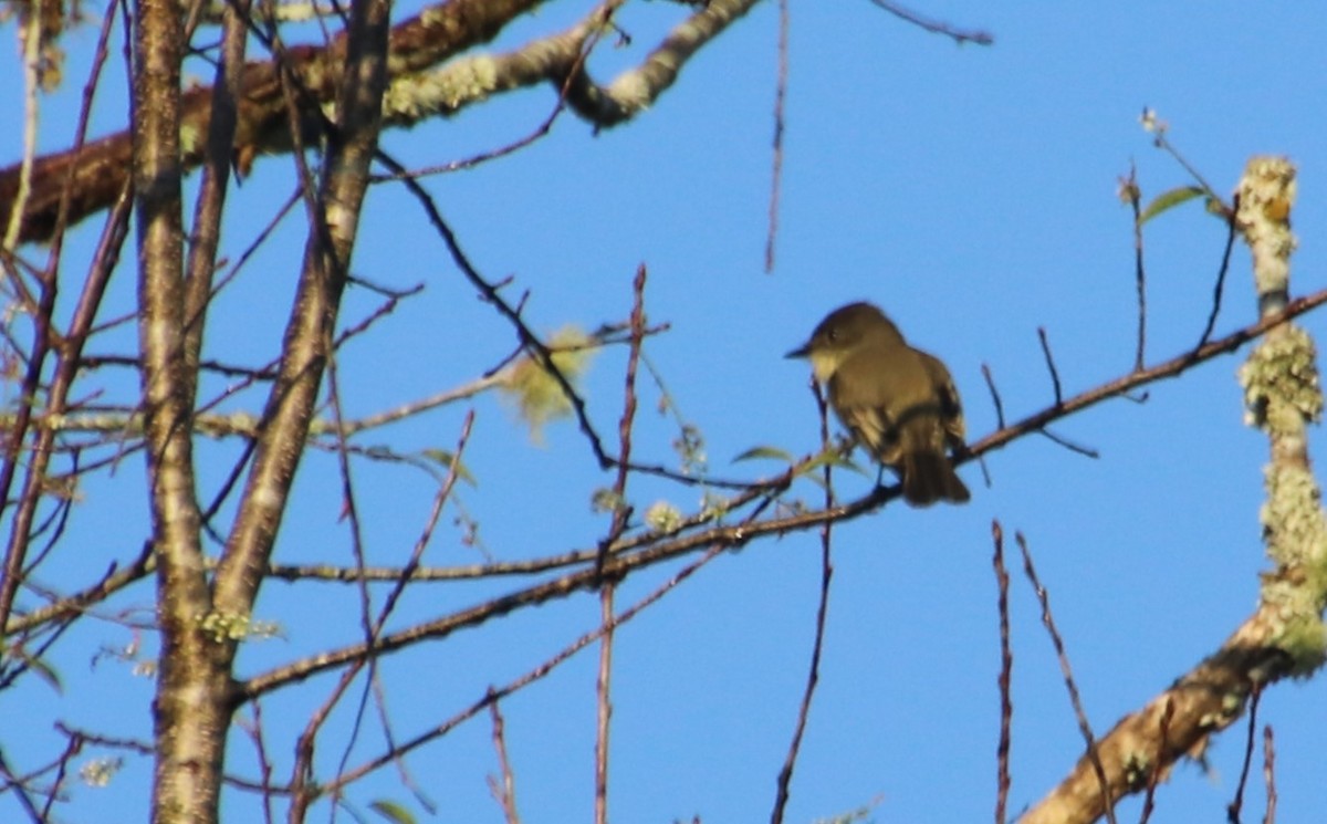 Eastern Phoebe - ML624616397