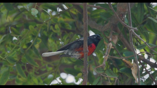 Painted Redstart - ML624616415