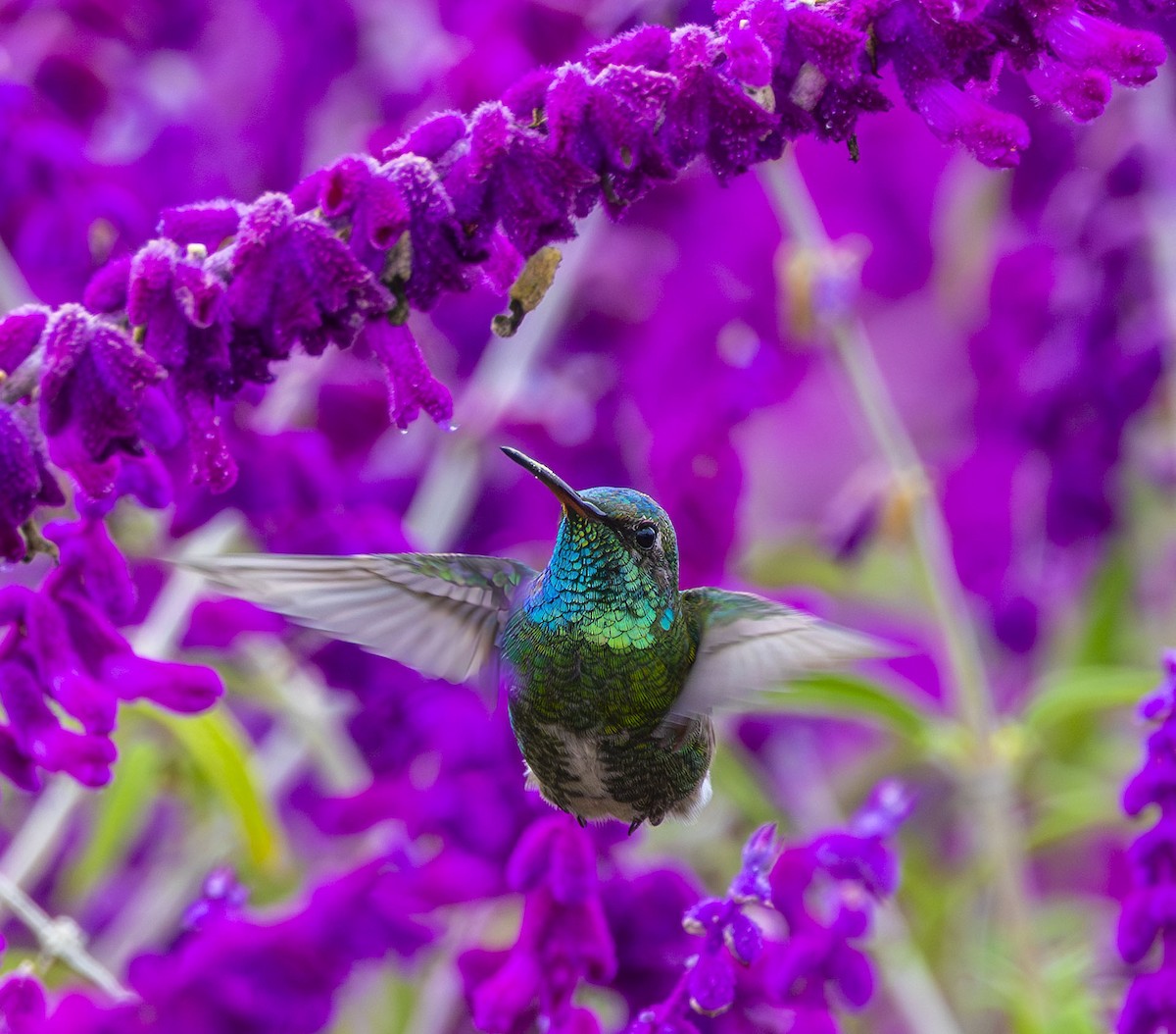 ハチドリ 紫の花付きグリーントルマリン台座ブラジル産NO25-.2366 雑種 アンナハチドリ x アカハシハチドリ - eBird