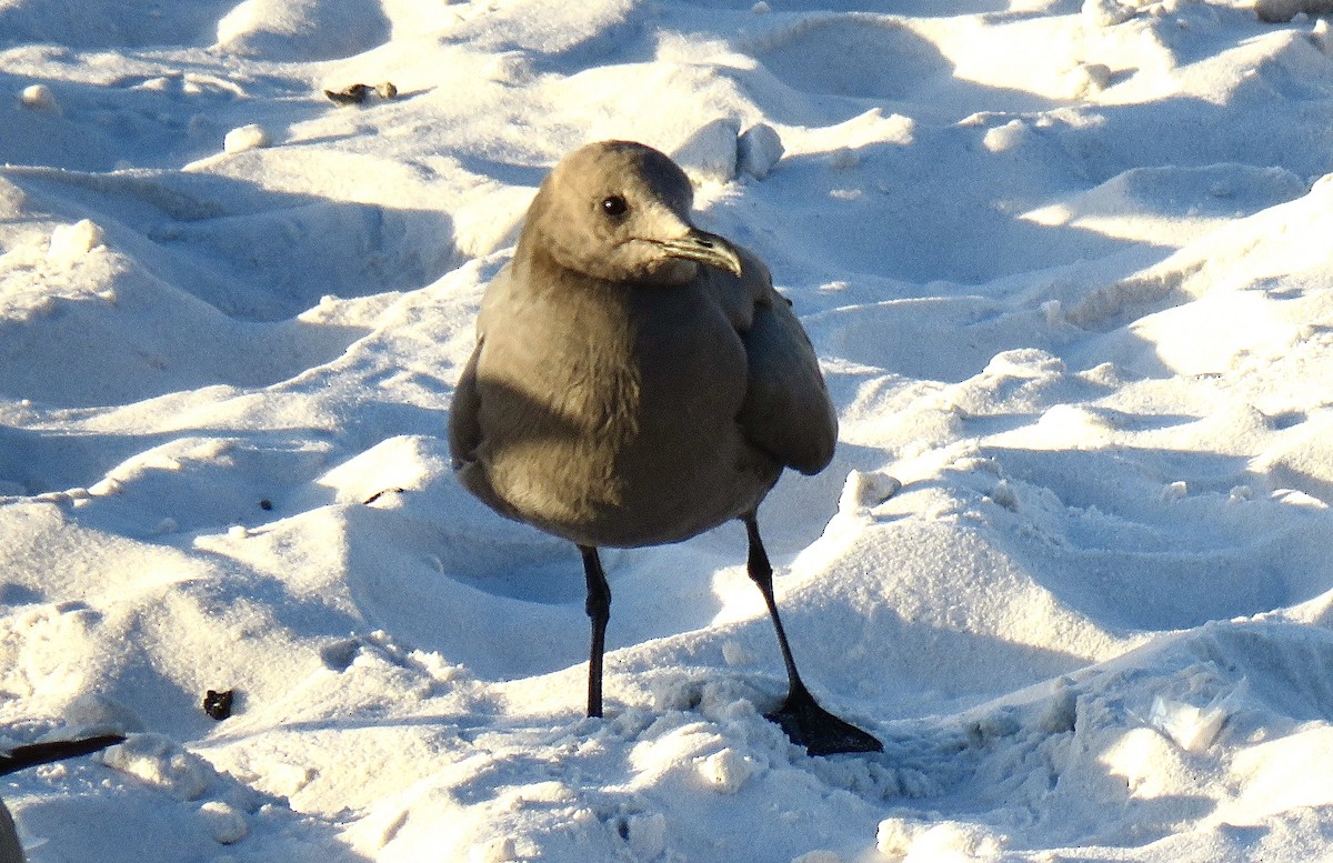 Gray Gull - ML624616846