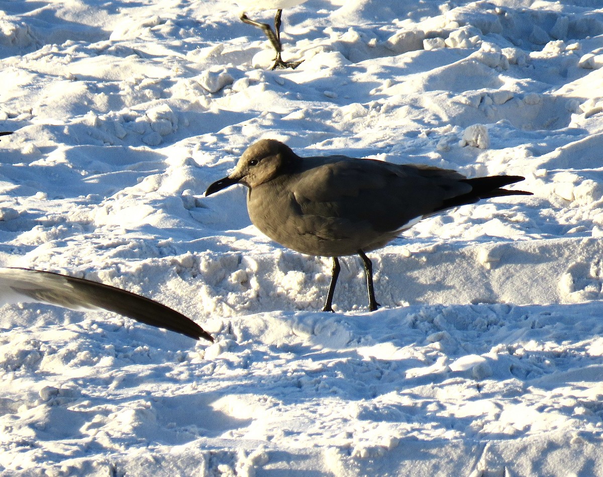 Gray Gull - ML624616847