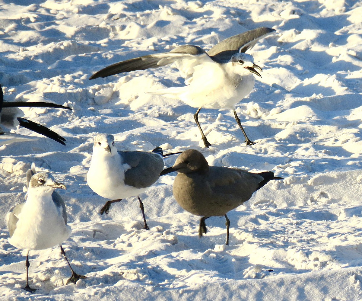 Gray Gull - ML624616848