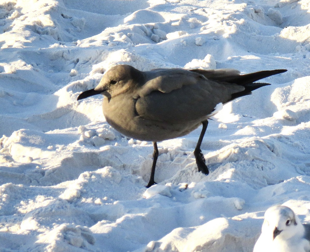 Gray Gull - ML624616849