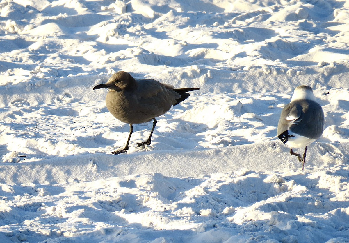 Gray Gull - ML624616850