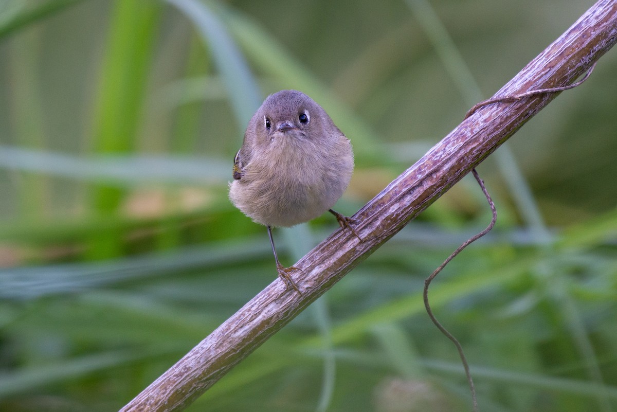 Ruby-crowned Kinglet - ML624616884