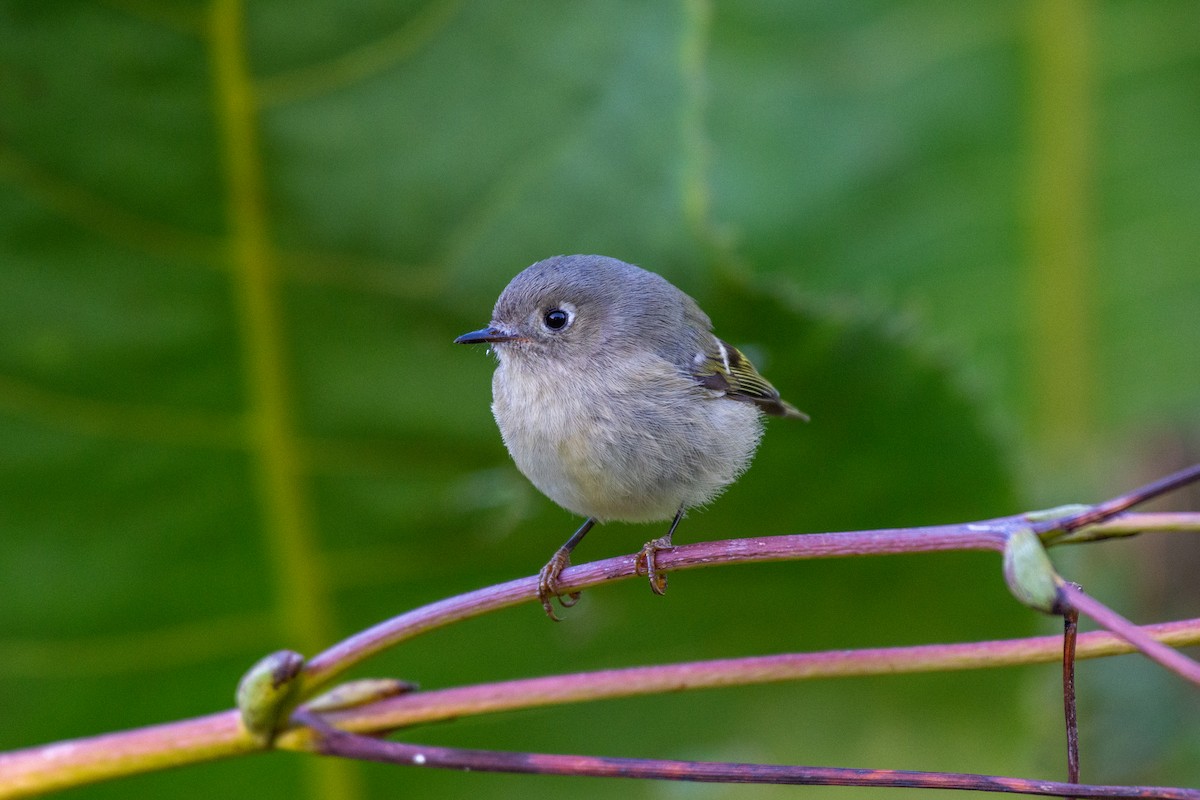 Ruby-crowned Kinglet - ML624616886