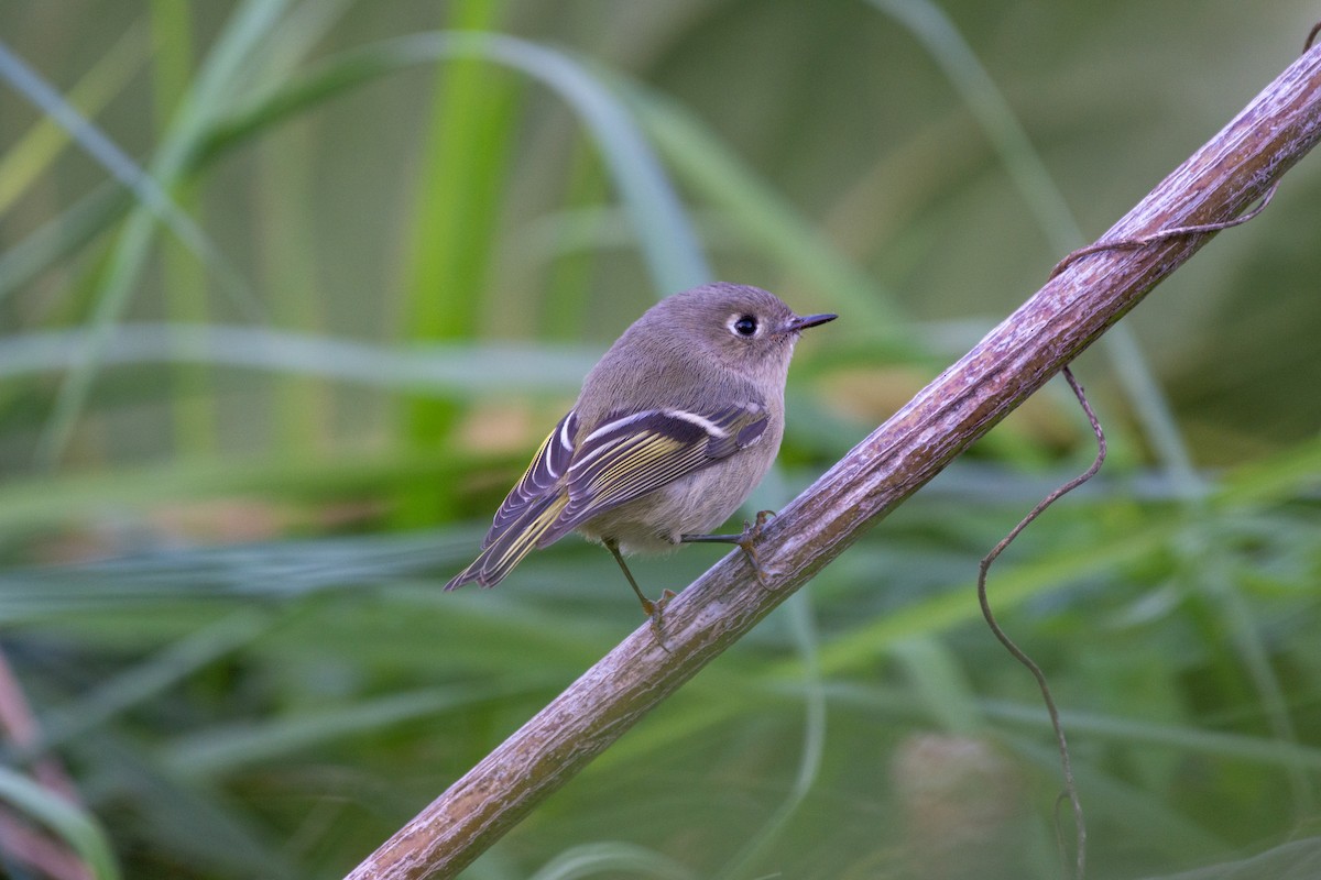 Ruby-crowned Kinglet - ML624616887