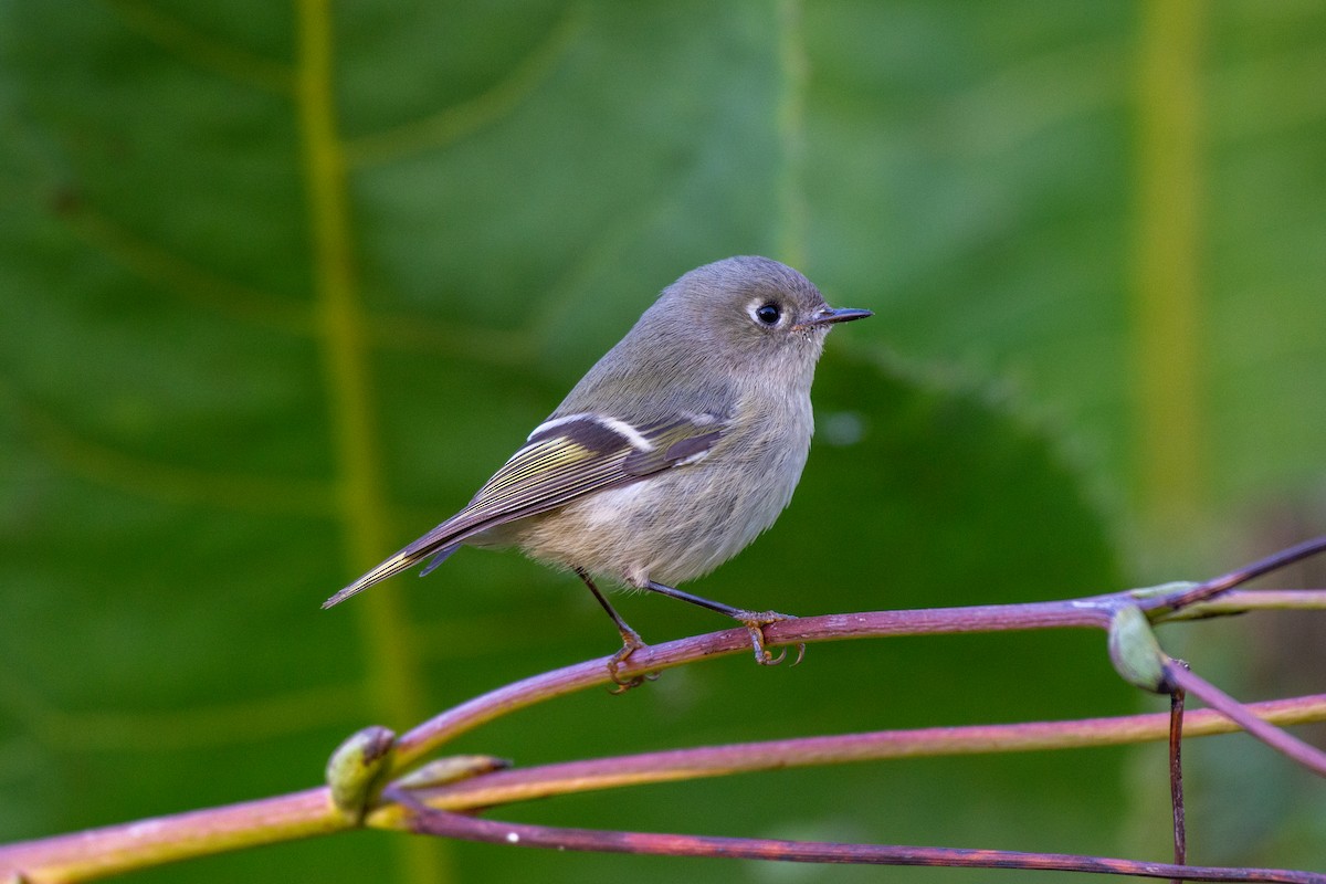 Ruby-crowned Kinglet - ML624616888