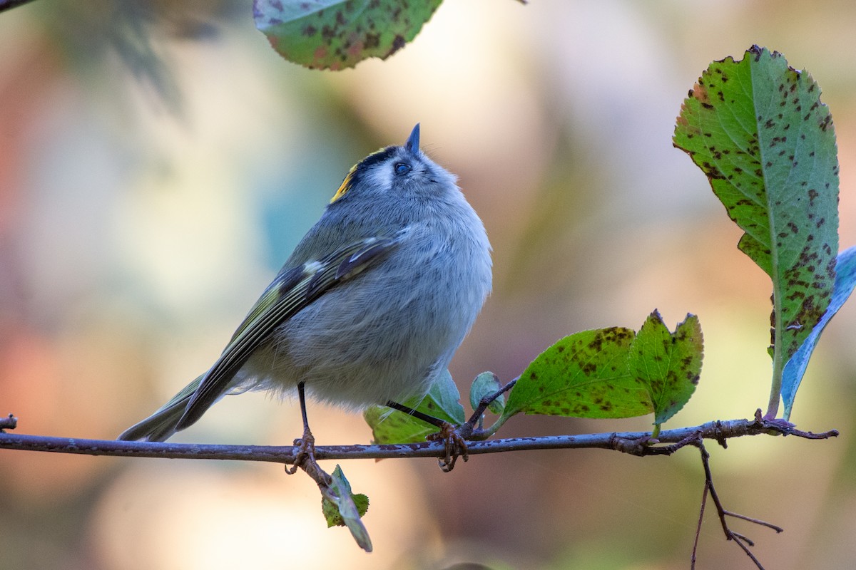 Golden-crowned Kinglet - ML624616899