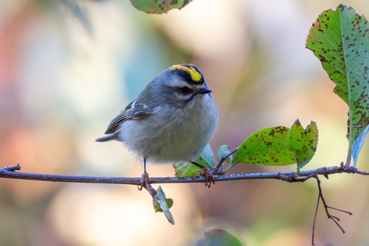 Golden-crowned Kinglet - ML624616901