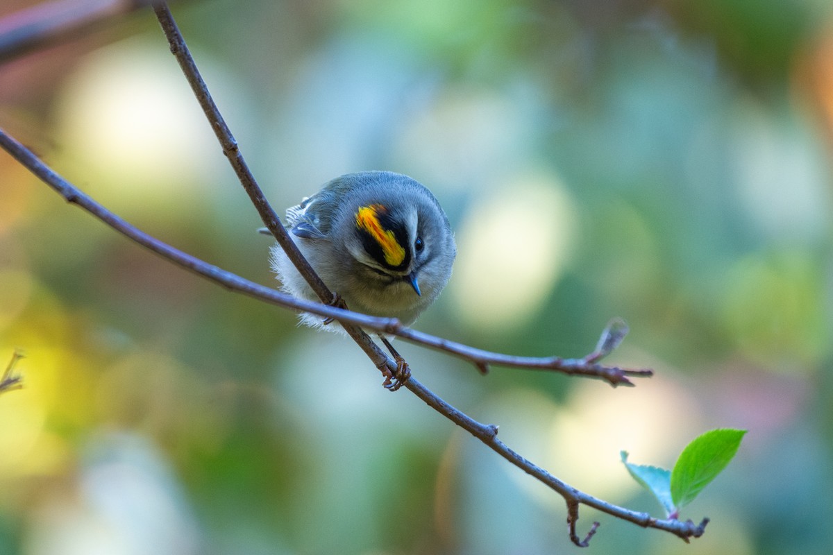 Golden-crowned Kinglet - ML624616902