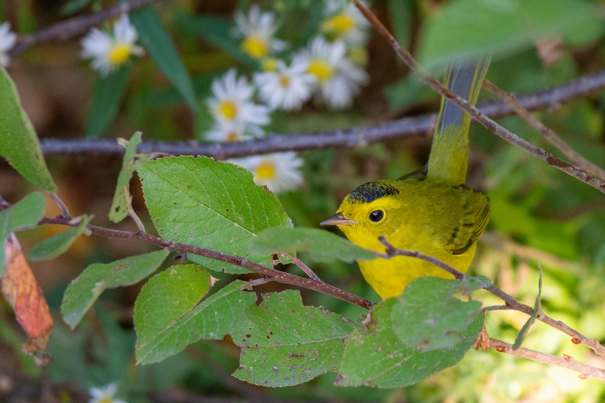 Wilson's Warbler - ML624616905