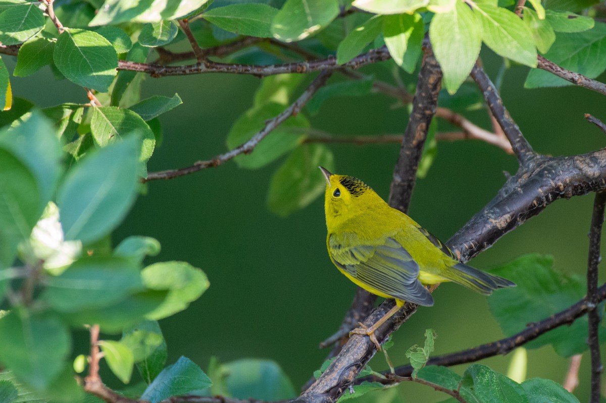 Wilson's Warbler - ML624616914