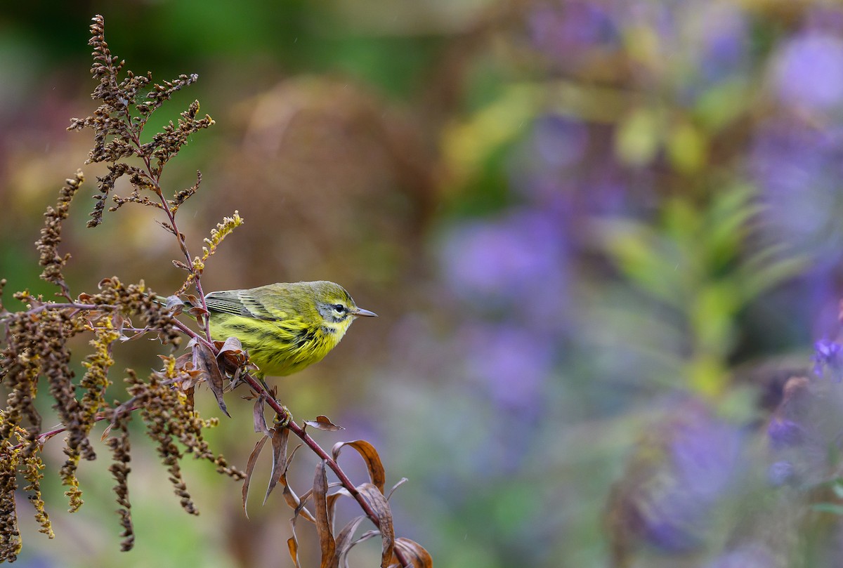 Prairie Warbler - ML624616952