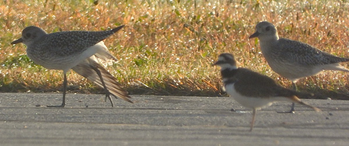 Black-bellied Plover - ML624616992
