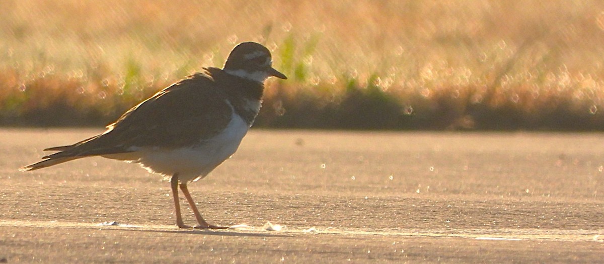 Killdeer - ML624617001