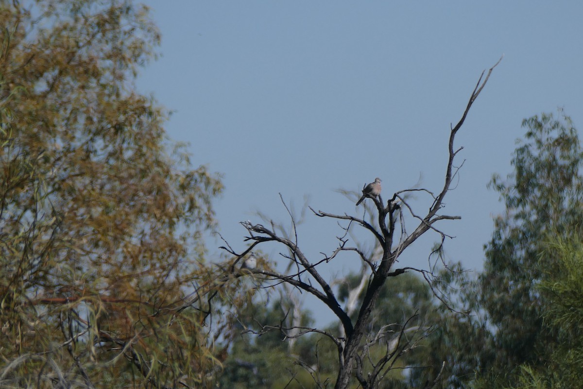 Spotted Dove - ML624617049