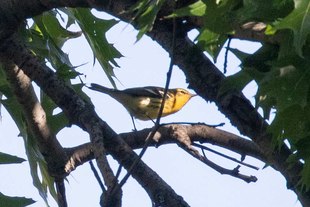 Blackburnian Warbler - ML624617100