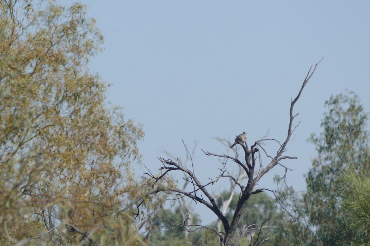 Spotted Dove - ML624617144