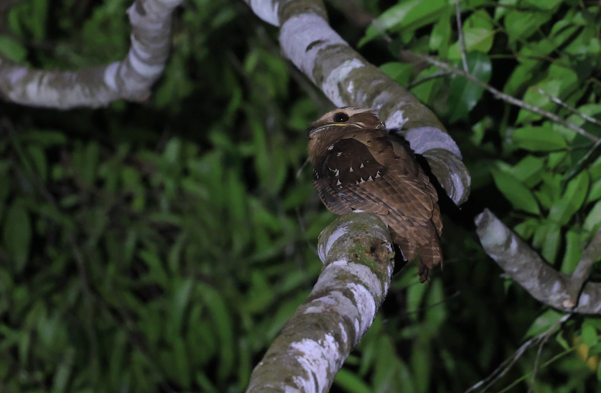 Large Frogmouth - ML624617154