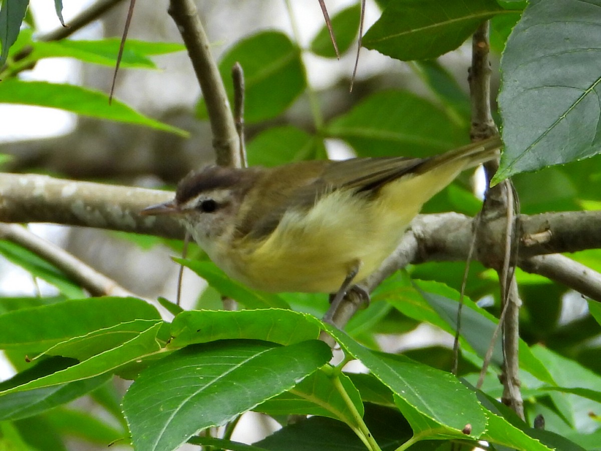 Brown-capped Vireo - ML624617227