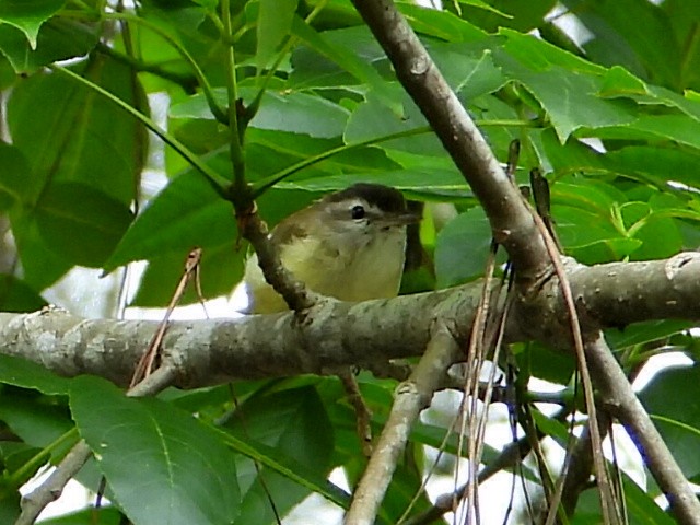 Brown-capped Vireo - Ramon Mena