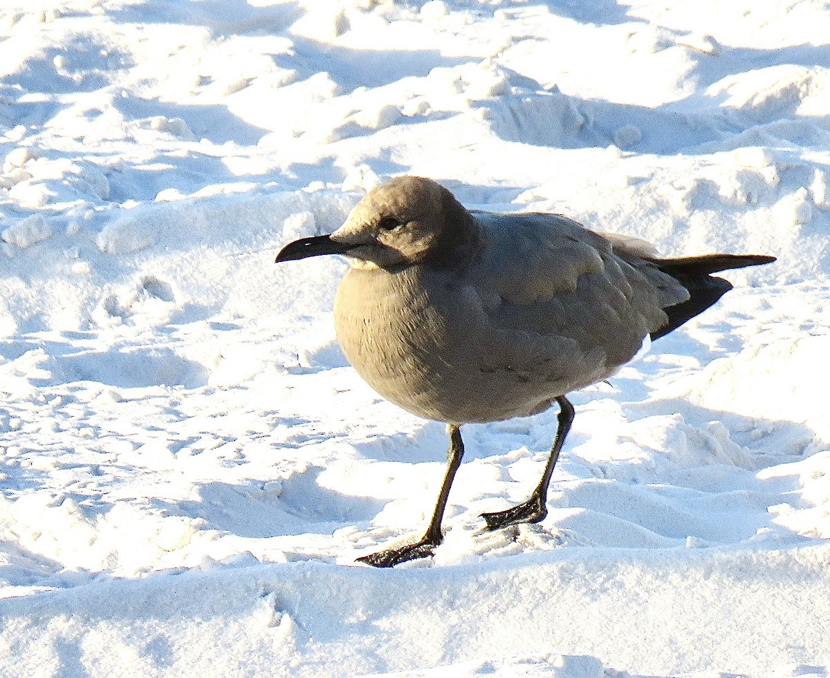 Gray Gull - ML624617292