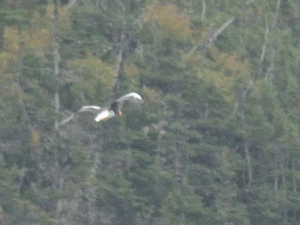 Steller's Sea-Eagle - ML624617369