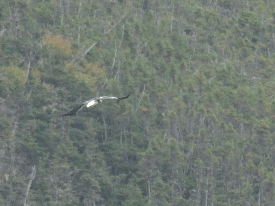Steller's Sea-Eagle - ML624617370