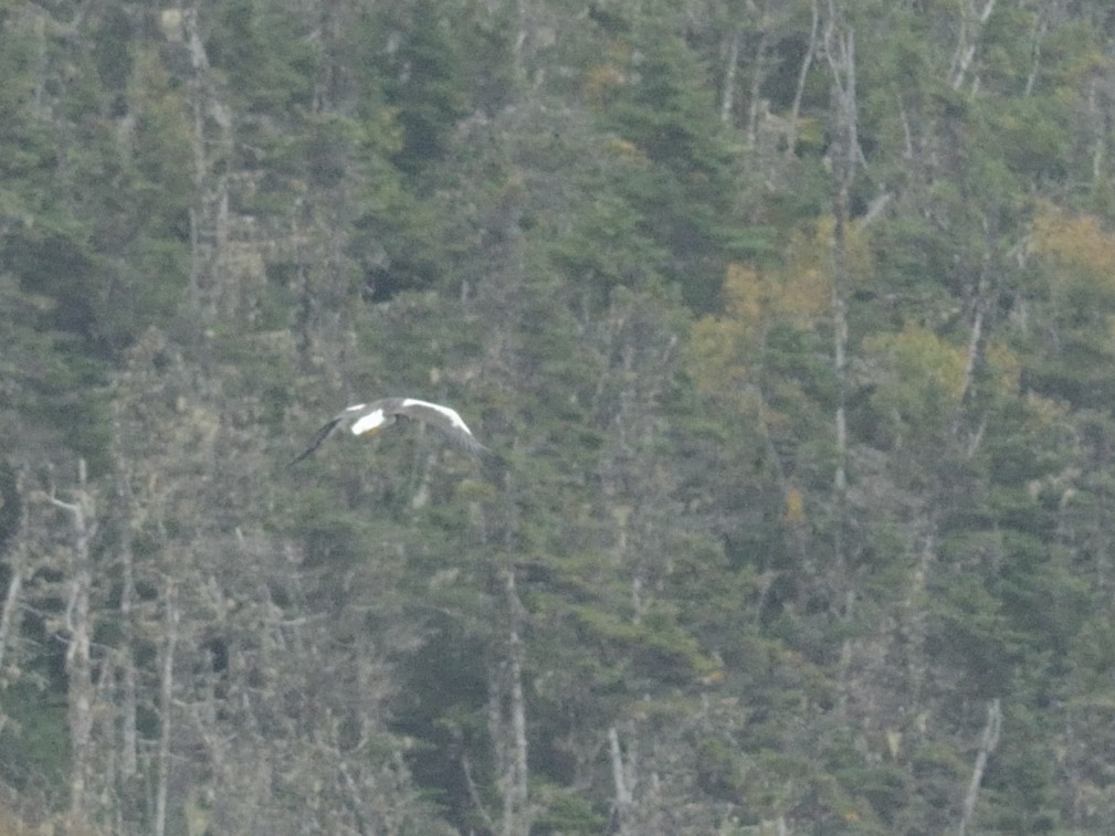 Steller's Sea-Eagle - ML624617371