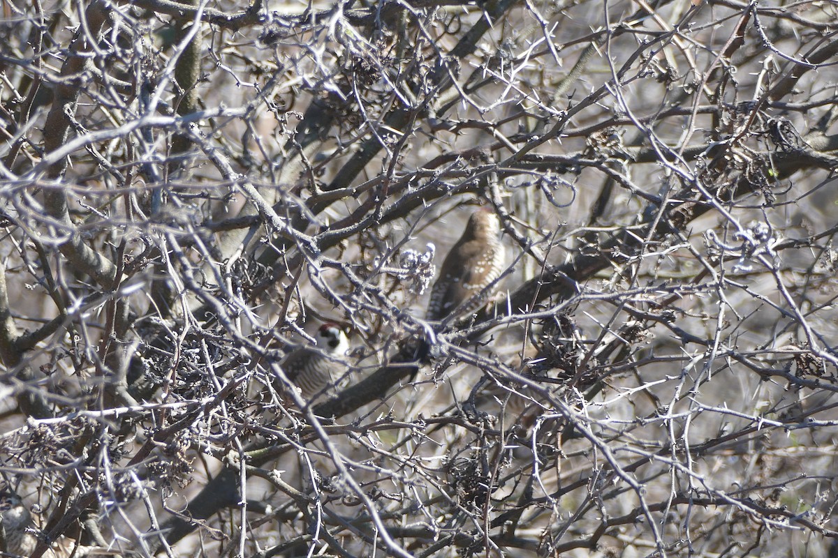 Plum-headed Finch - ML624617419