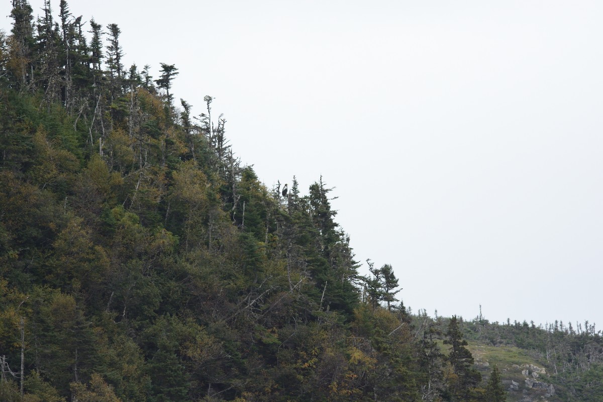 Steller's Sea-Eagle - ML624617491