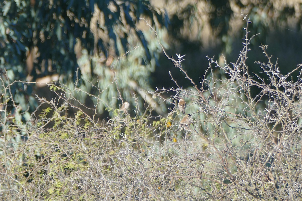 Plum-headed Finch - ML624617909