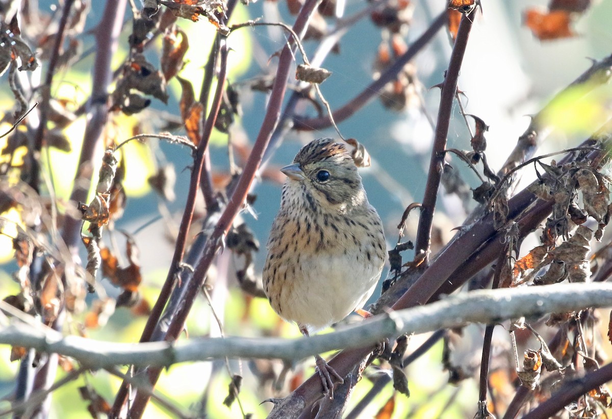 Lincoln's Sparrow - ML624618097