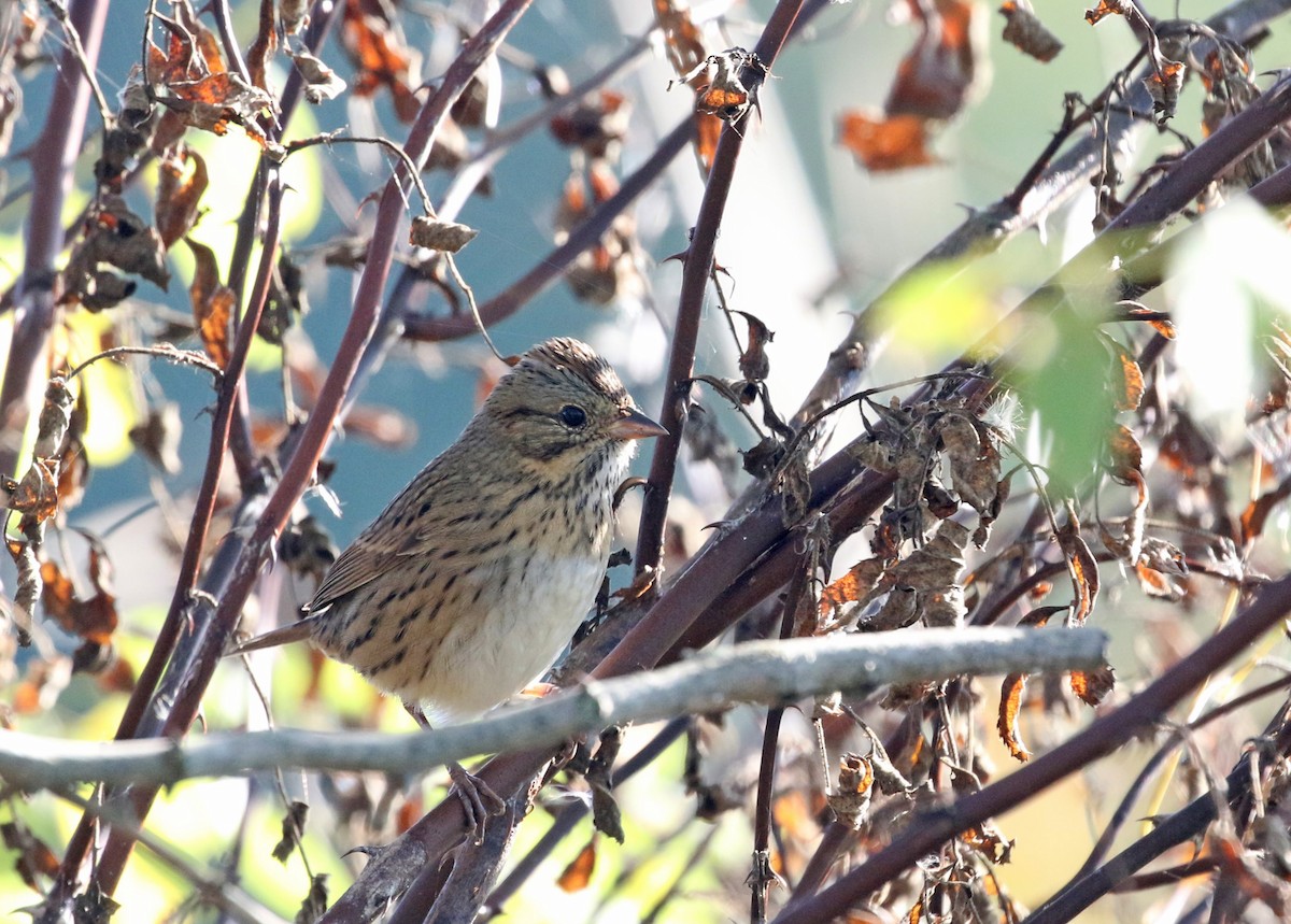 Lincoln's Sparrow - ML624618098