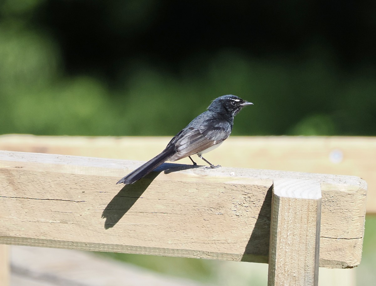 Willie-wagtail - ML624618125