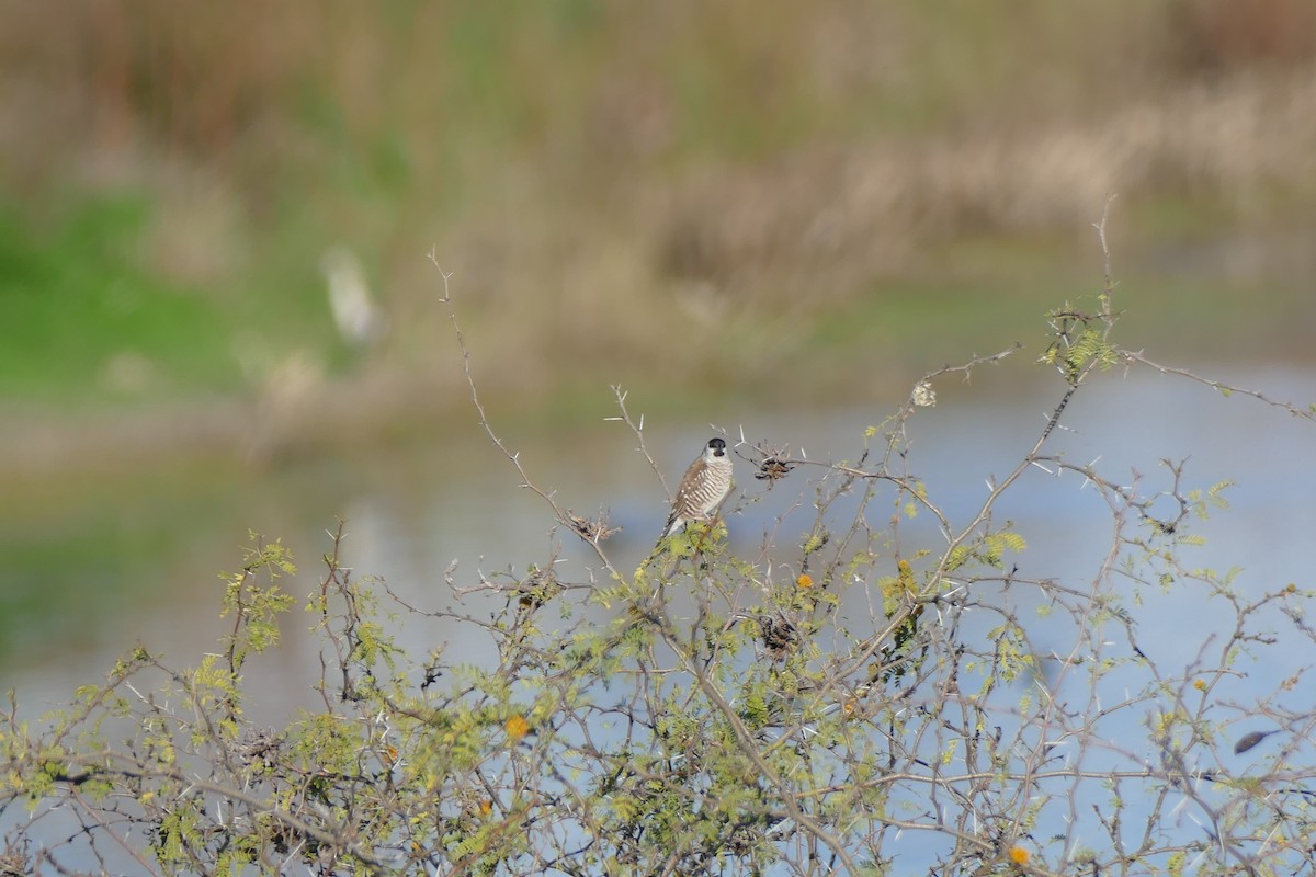 Plum-headed Finch - ML624618130