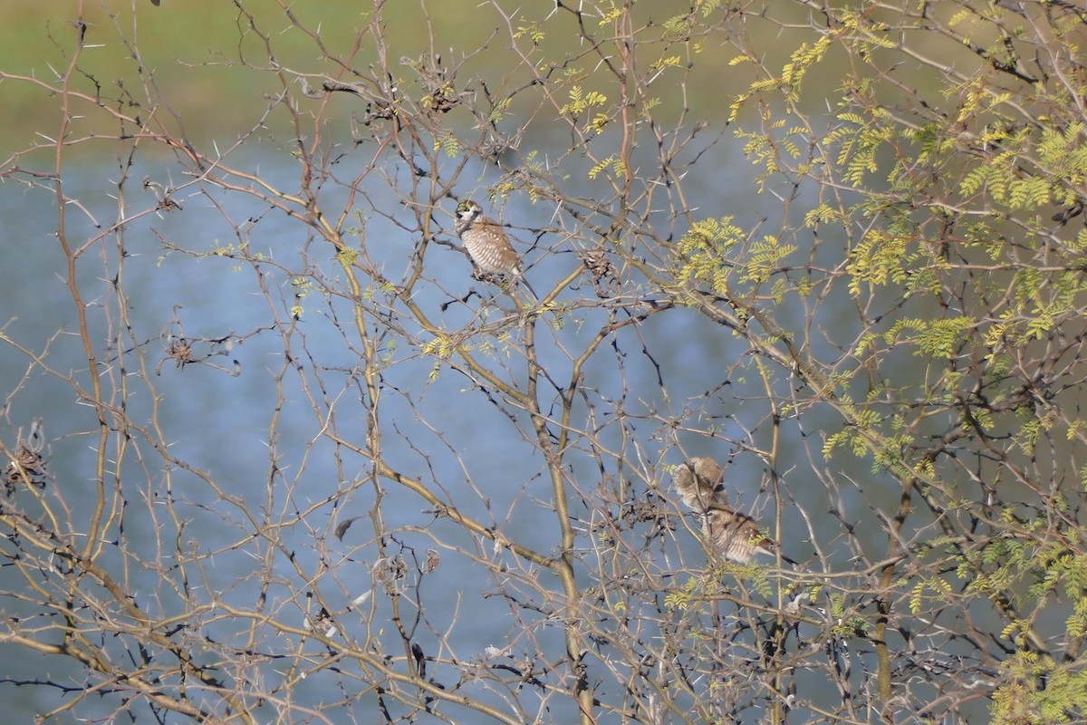 Plum-headed Finch - ML624618131