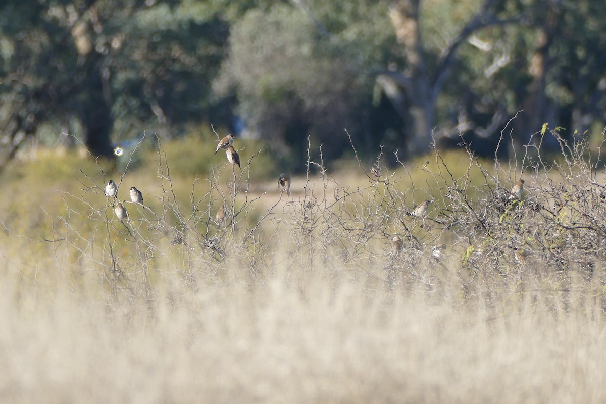 Plum-headed Finch - ML624618291