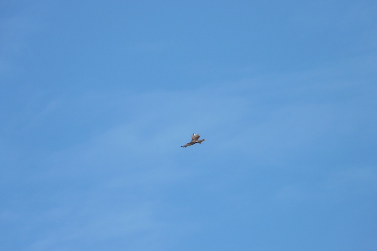 Red-tailed Hawk - ML624618372