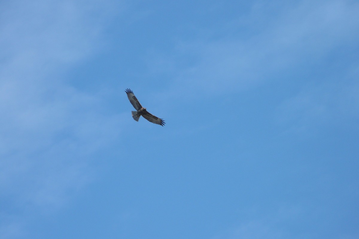 Red-tailed Hawk - ML624618373