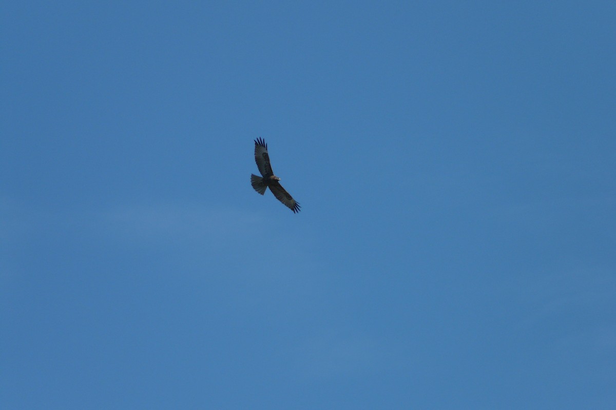 Red-tailed Hawk - ML624618374