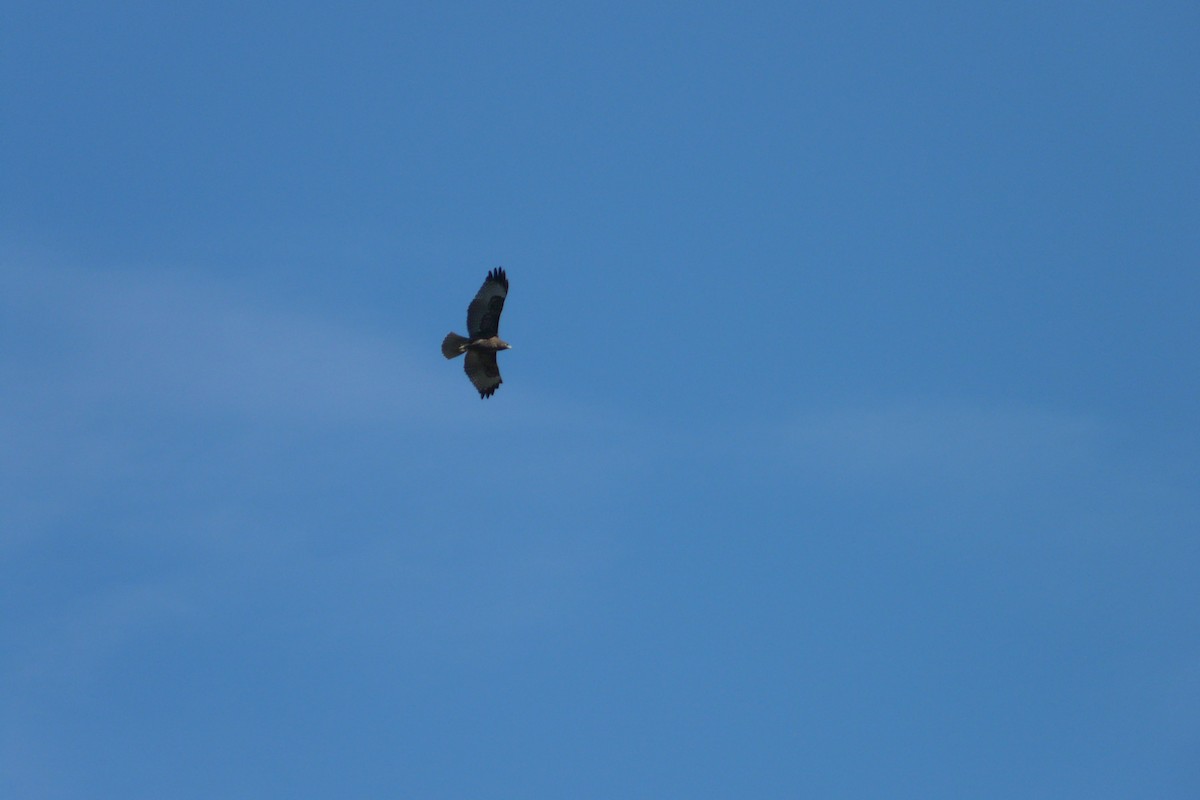 Red-tailed Hawk - ML624618375